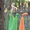 The Clothesline